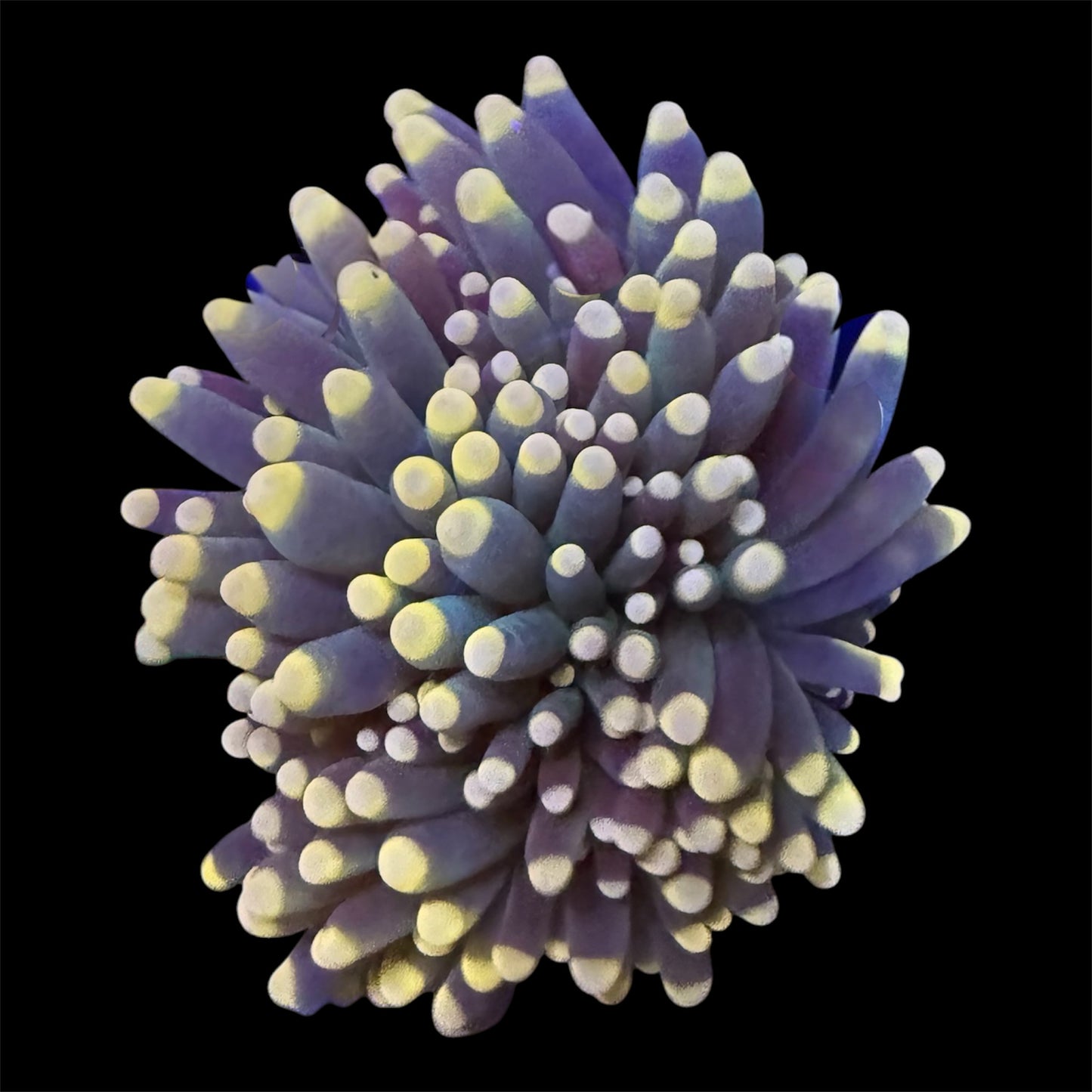 Yellow Tip Torch