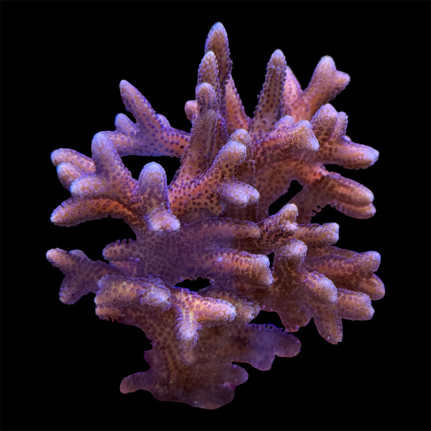 Birdsnest Seriatopora Coral
