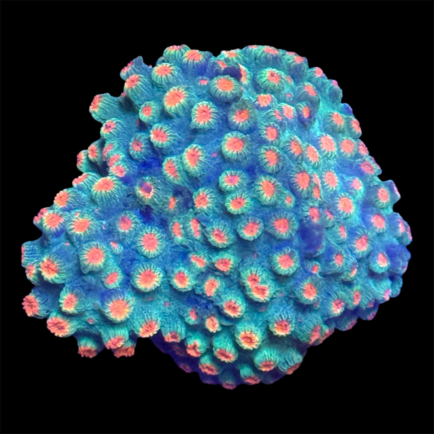 Meteor Shower Cyphastrea
