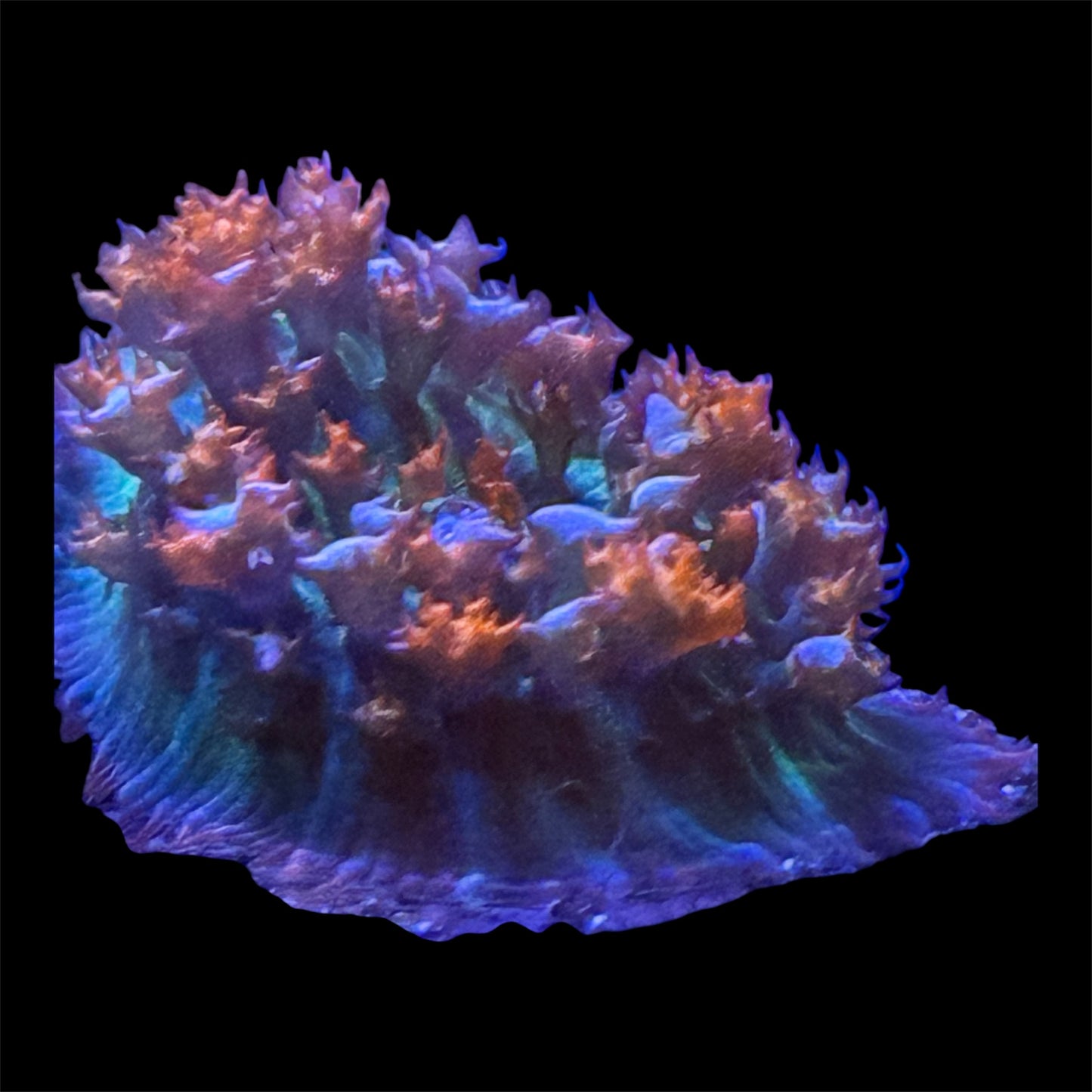 Red St Thomas Mushroom