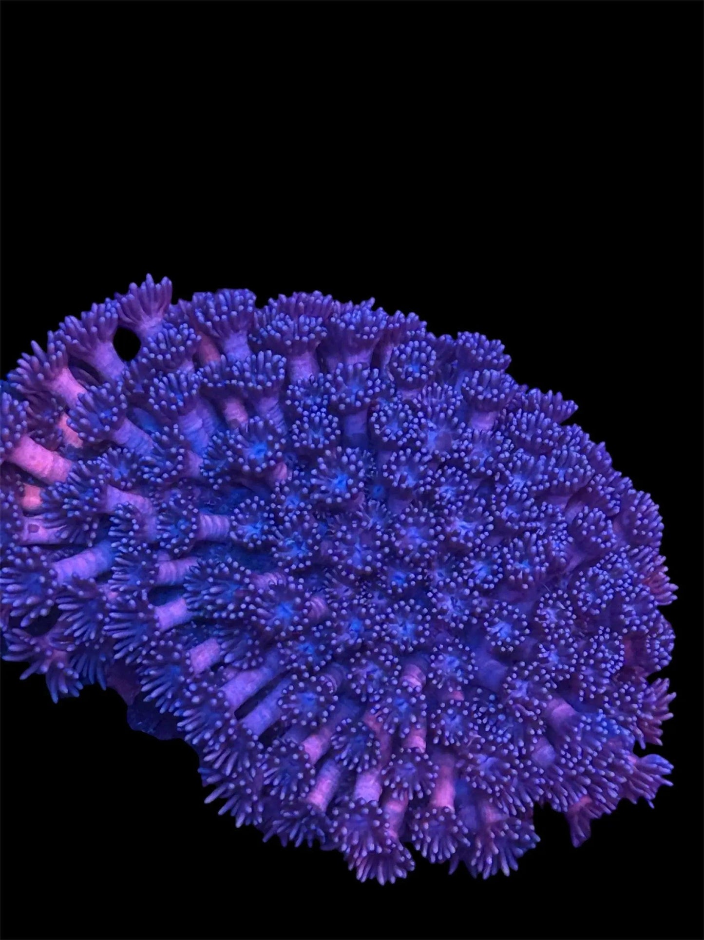 Cosmic Velvet Goniopora.