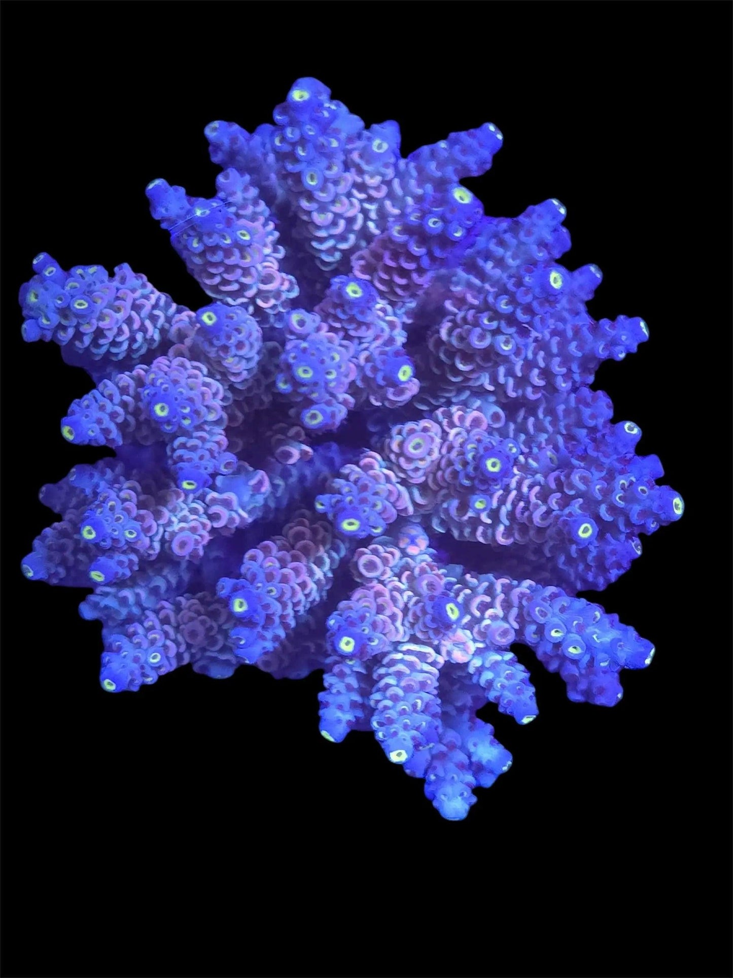 Rainbow Acropora.