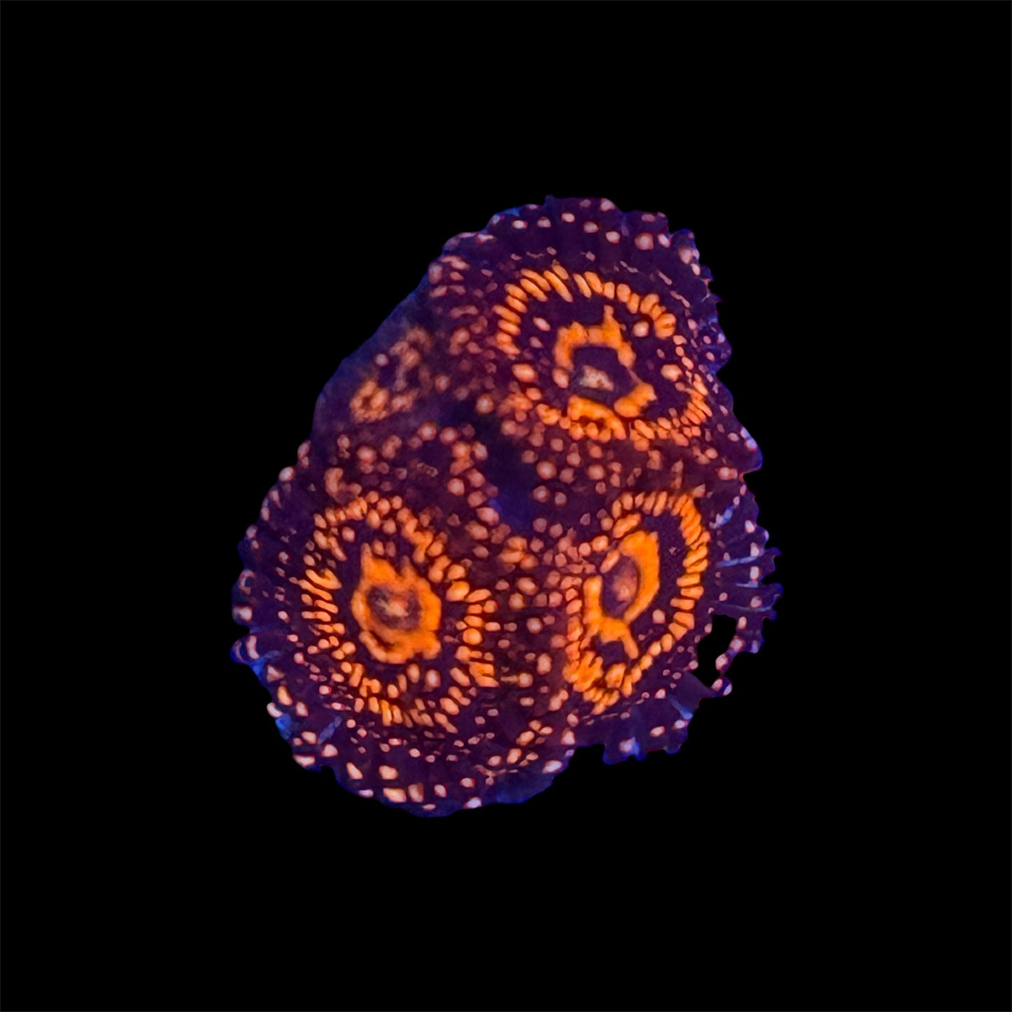 Darth Maul Zoanthid