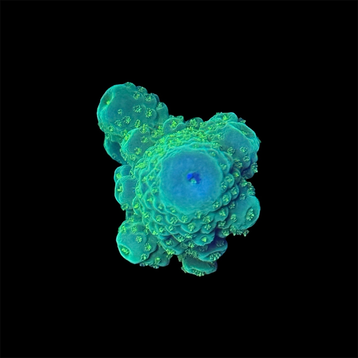 Green Acropora Humilis