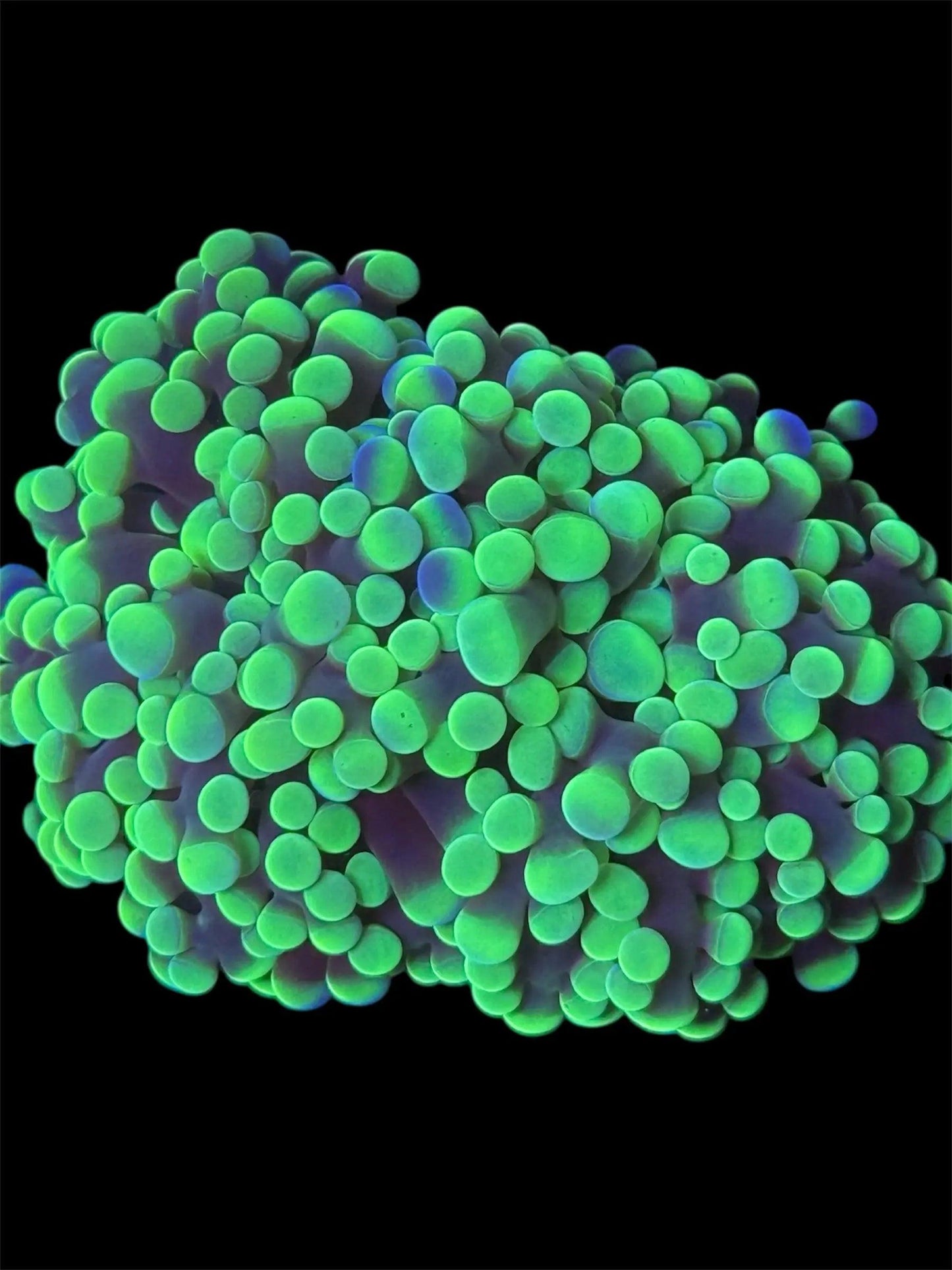Neon Green Hammer.