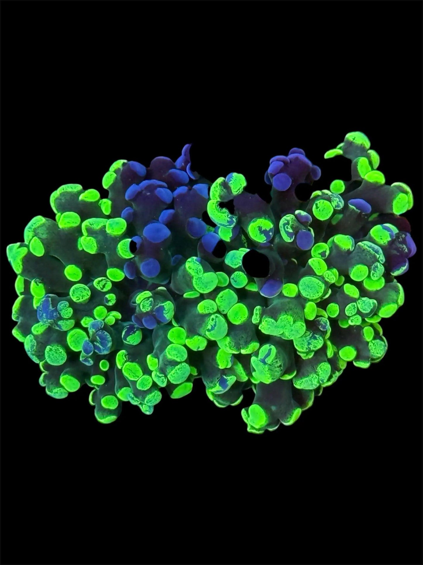 Grafted Green Splatter Frogspawn.