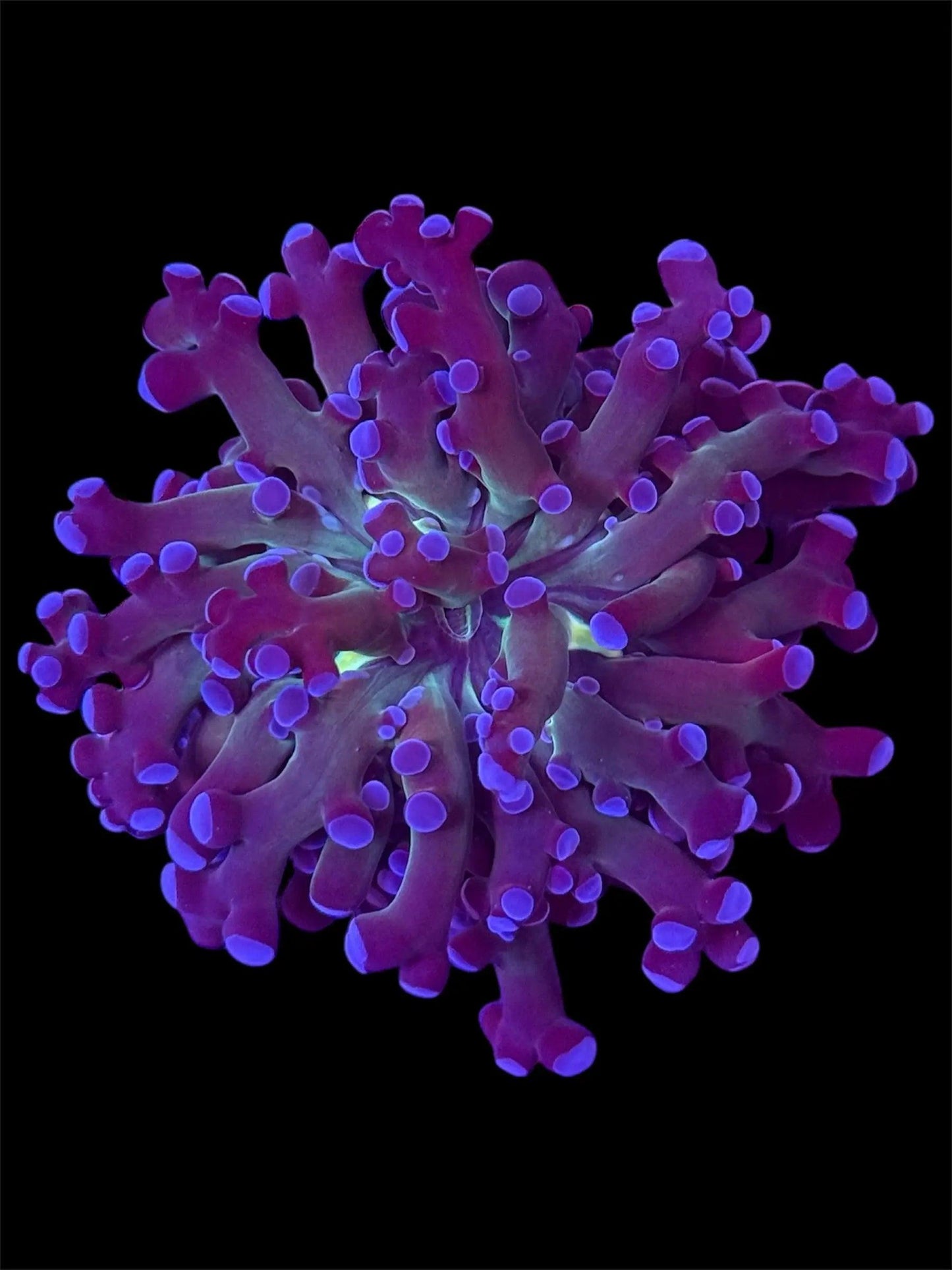 Purple Frogspawn.