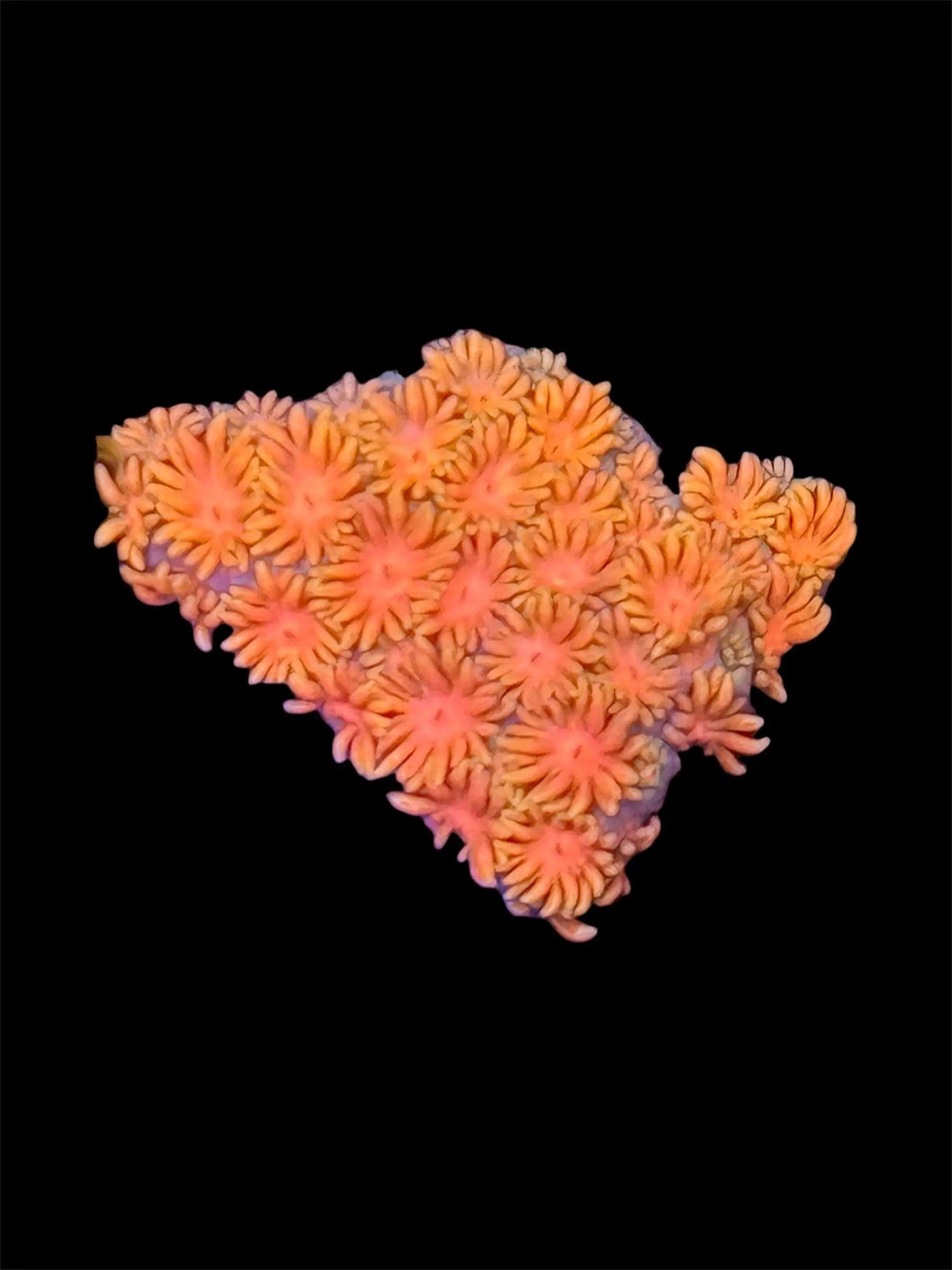 Orange Blossom Goniopora.