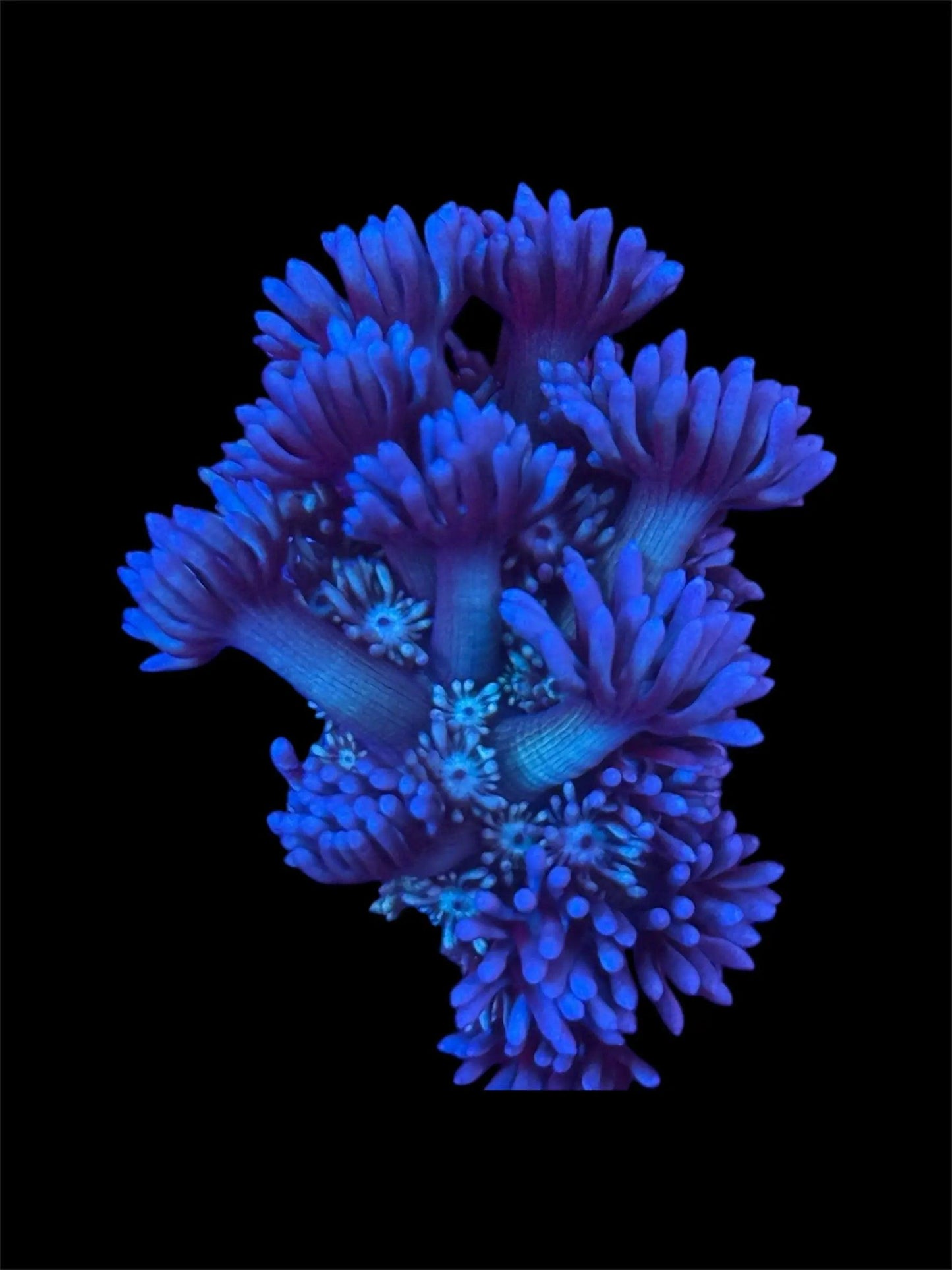 Electric Dream Goniopora.