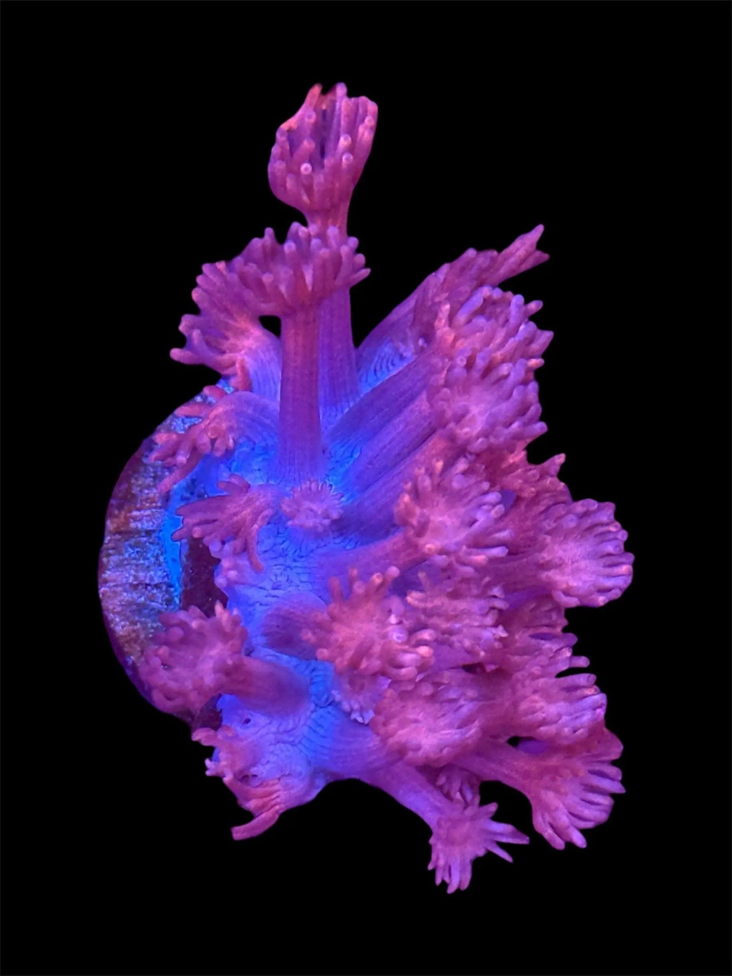 Red Goniopora.
