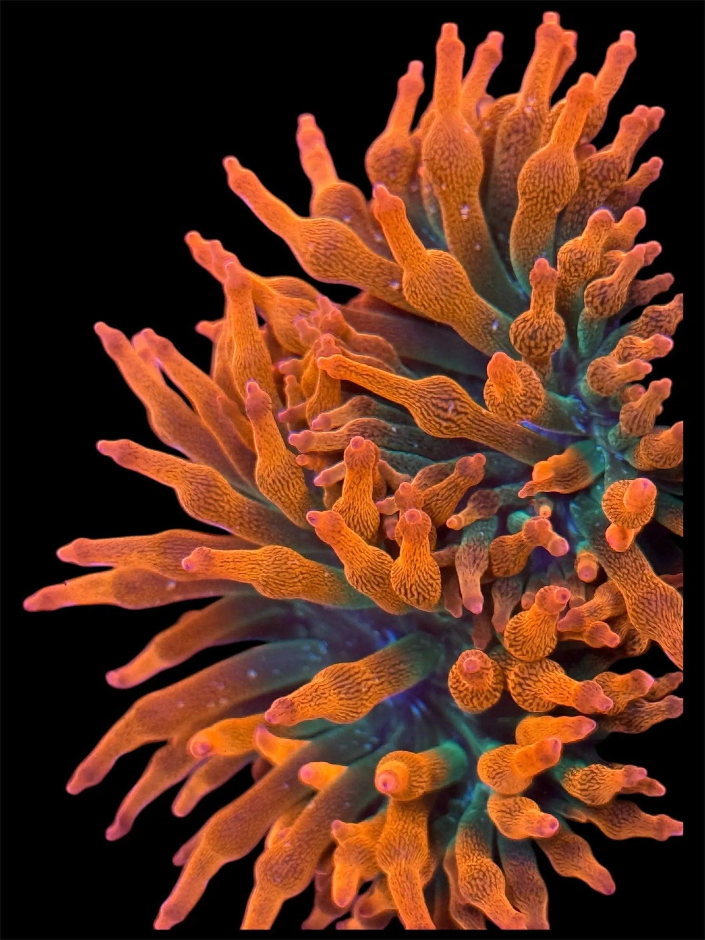 Rainbow Bubble Tip Anenome.