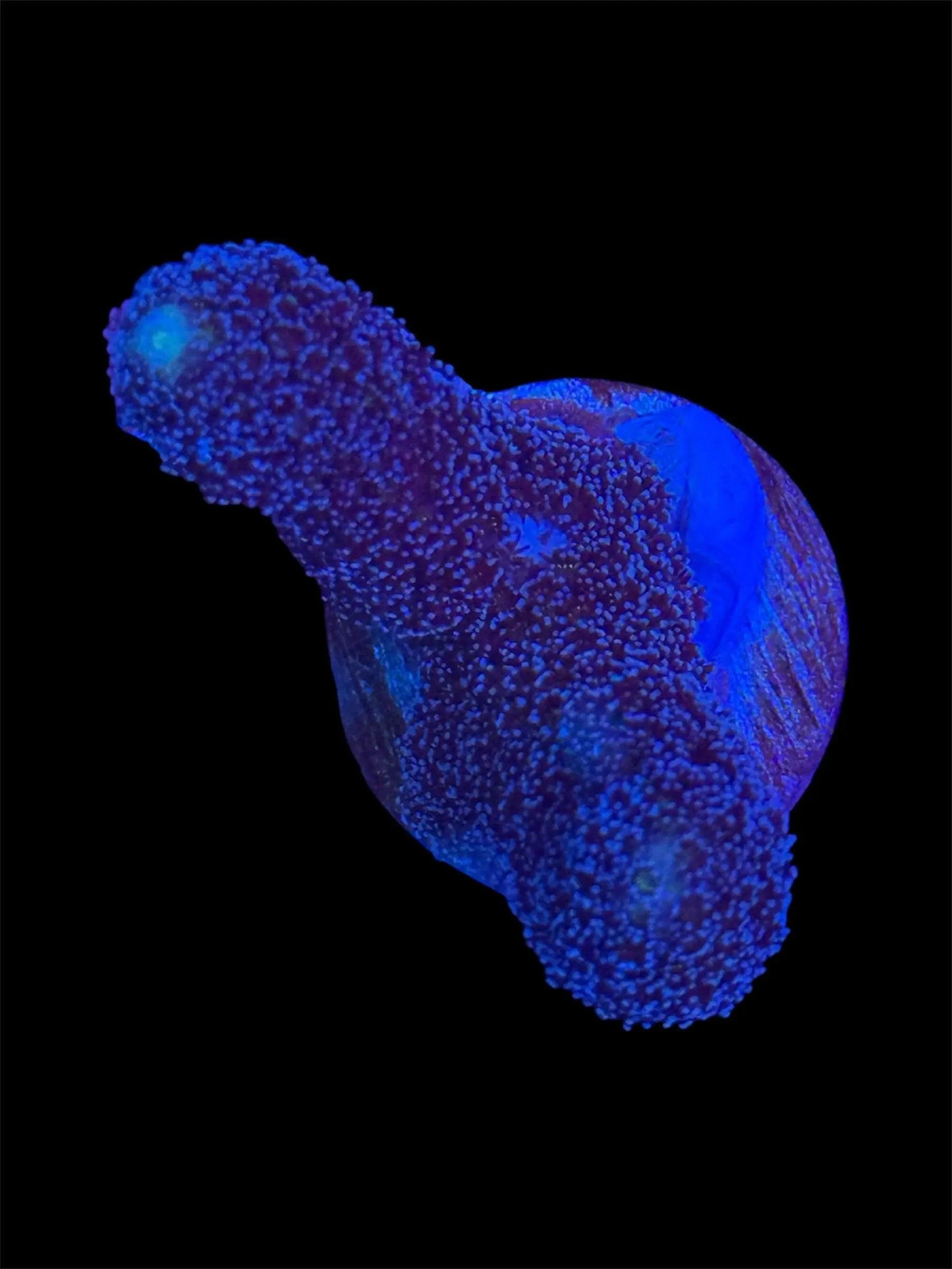 Blue Stylophora.