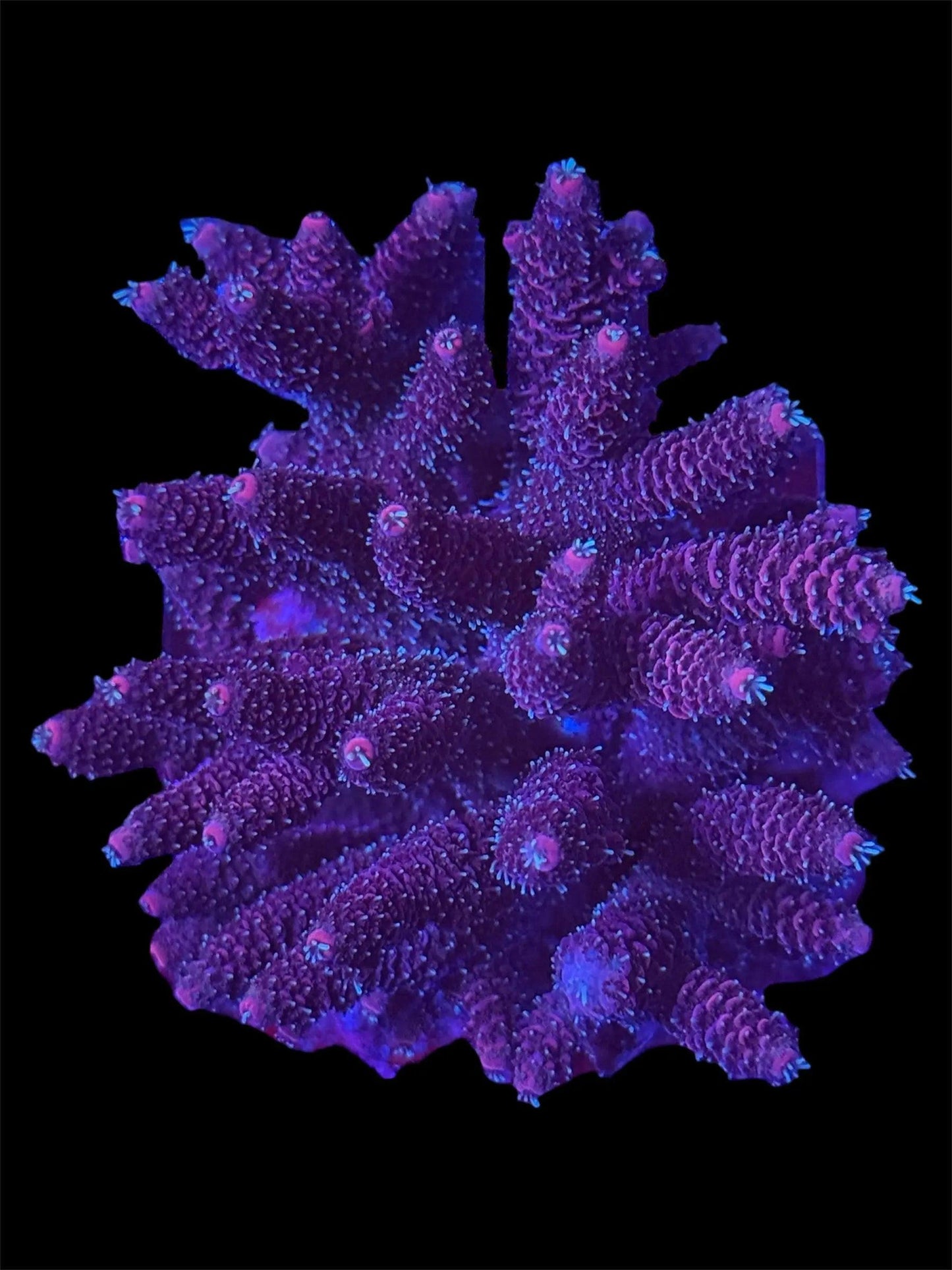 Nebula.