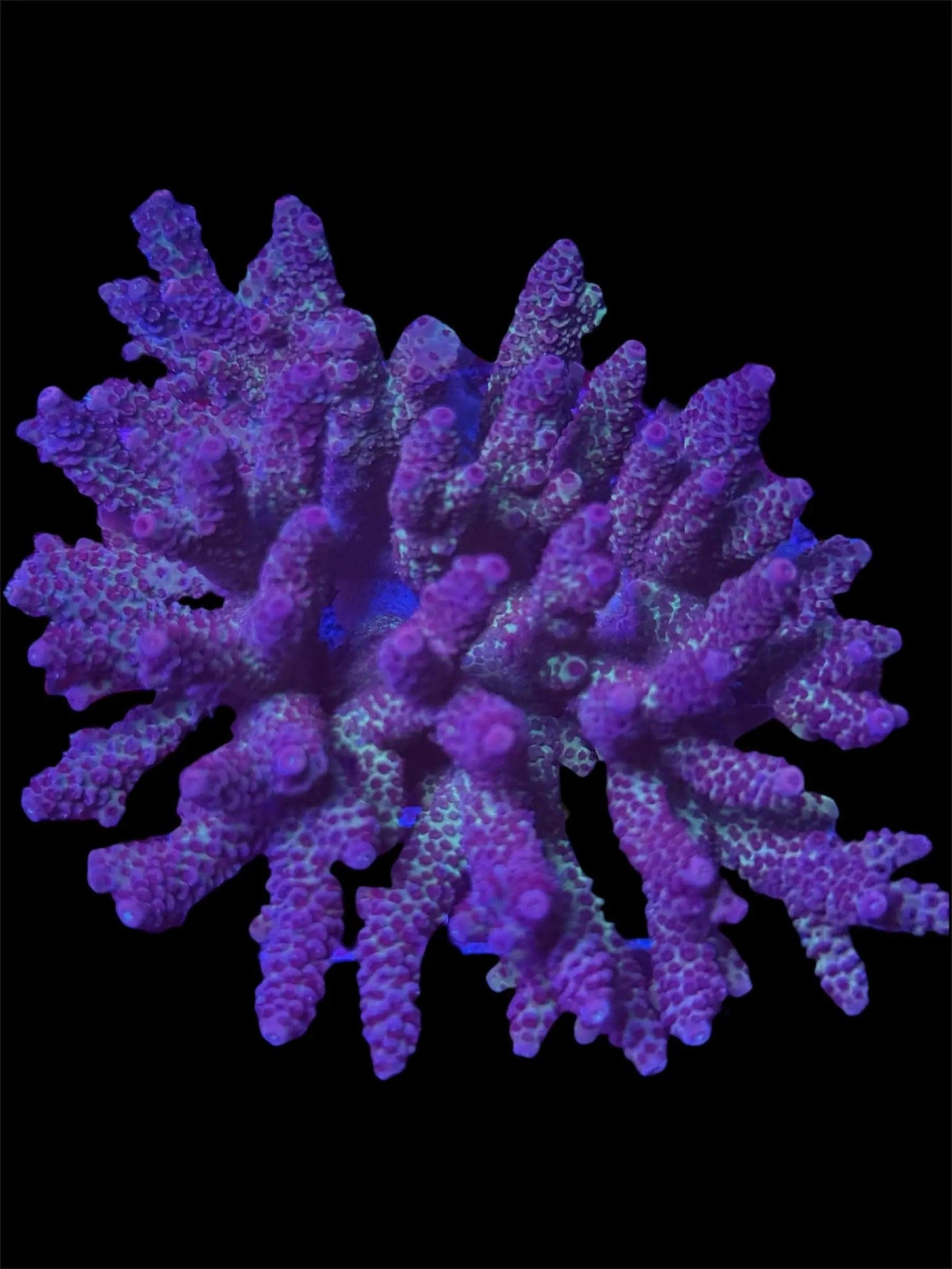 Ultraviolet Inferno.