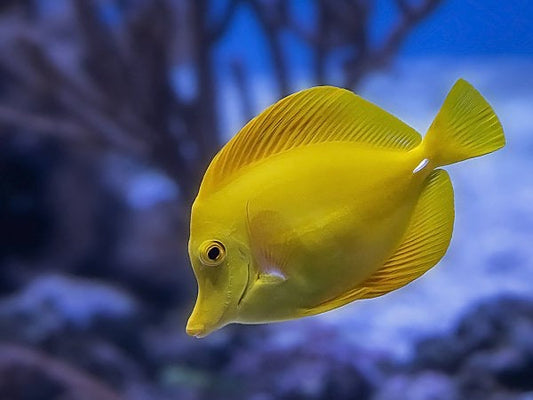 The Ultimate Guide to the Tang Gang: Popular Marine Tang Fish Species