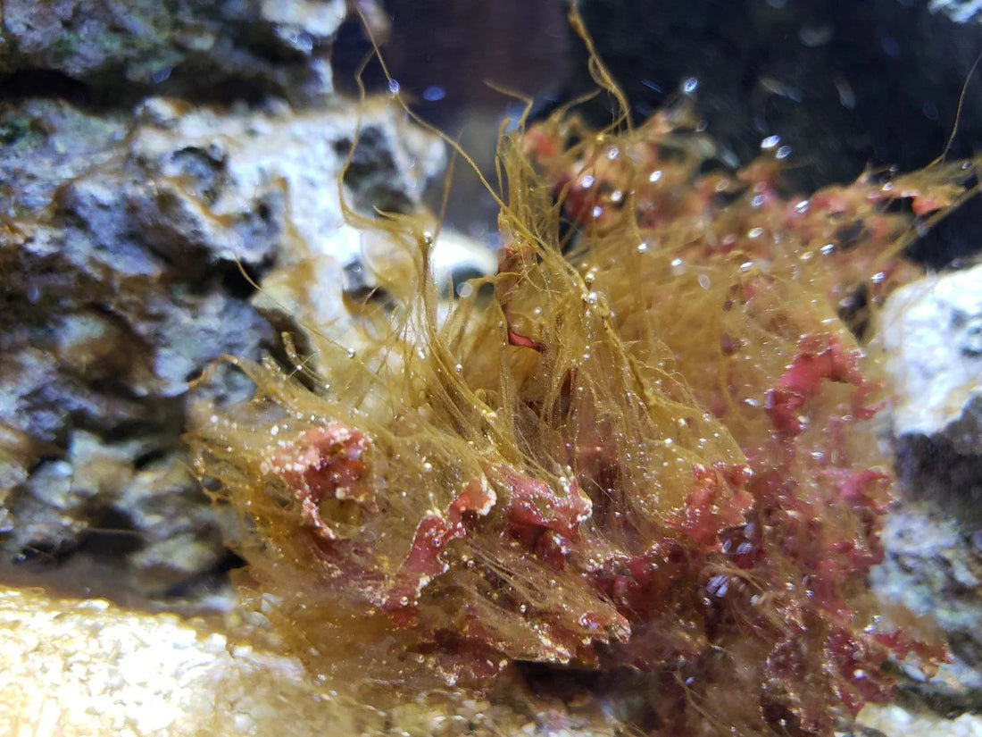 Battling Nuisance Algae in Your Reef Aquarium: Types, Causes, and Treatments