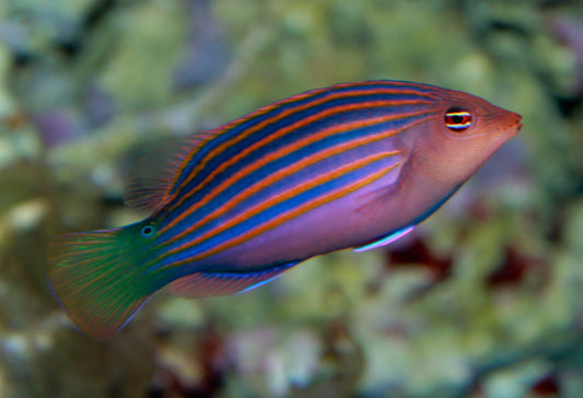 Top 5 Utility Fish to Keep Your Reef Tank Pest-Free: Natural Solutions for Reef Tank Maintenance