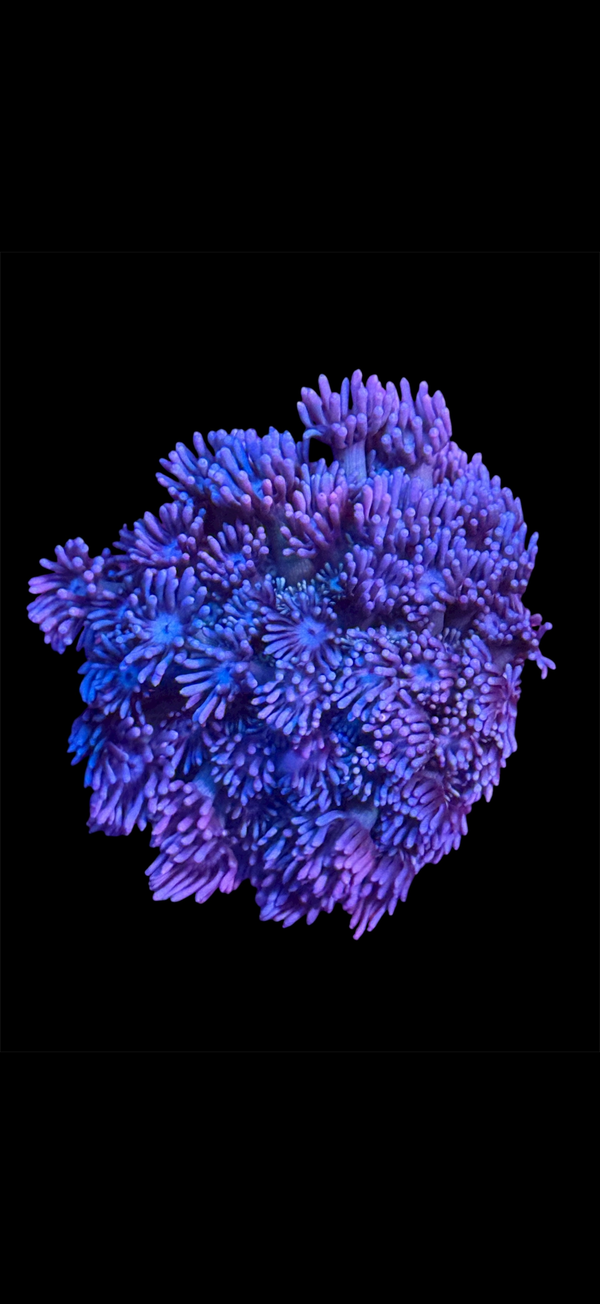 $50 to $99 Corals