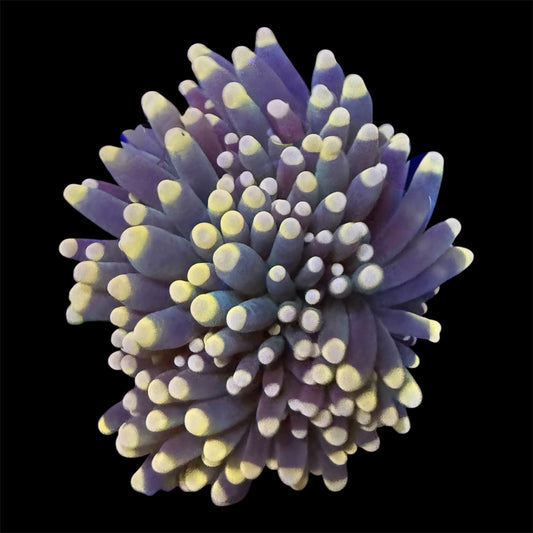 Yellow Tip Torch