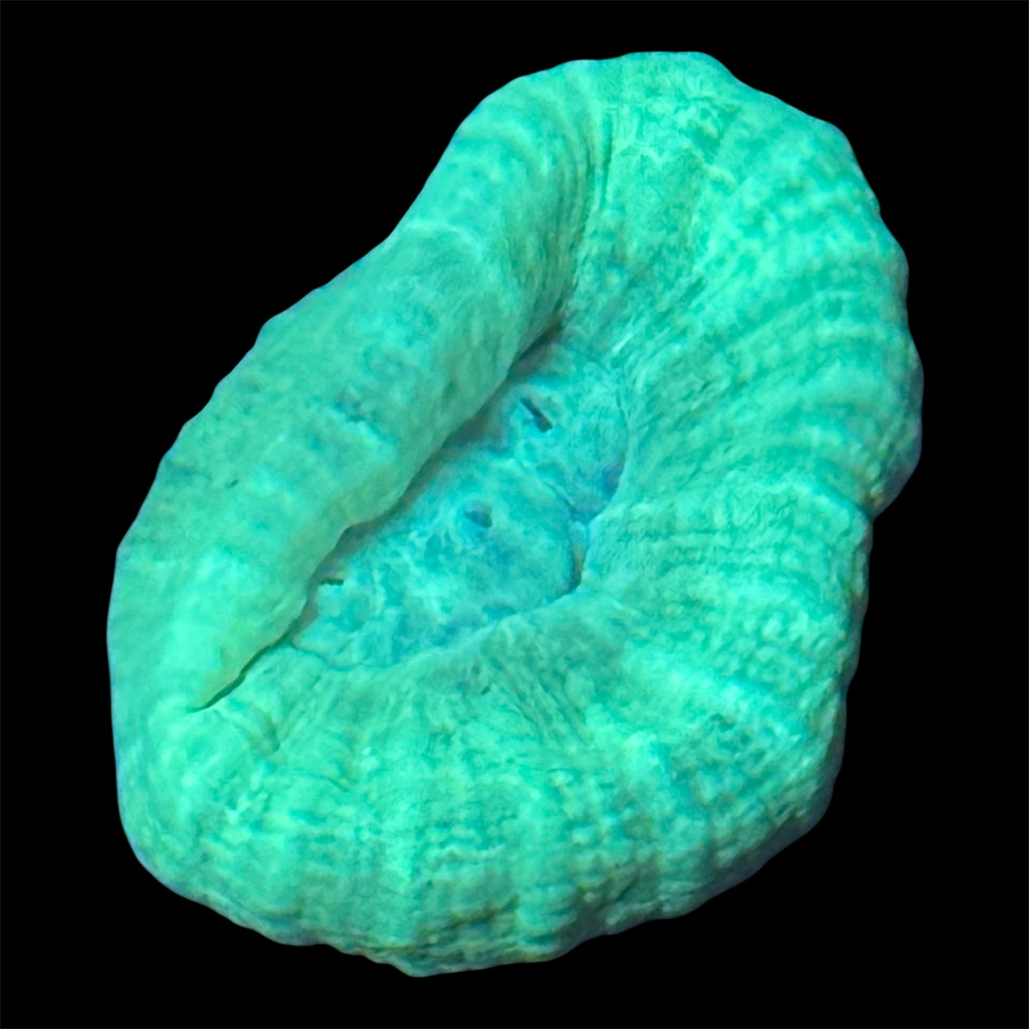 Candy Cane Coral