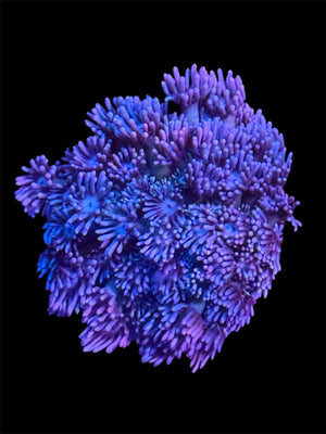 Electric Dream Goniopora