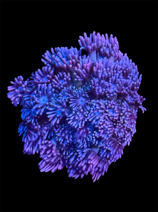 Electric Dream Goniopora
