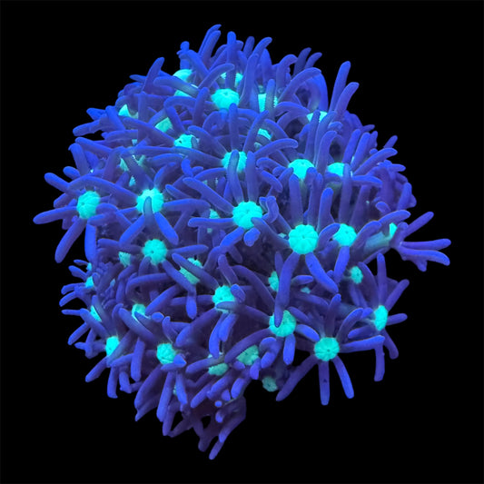 Daisy Polyps Coral