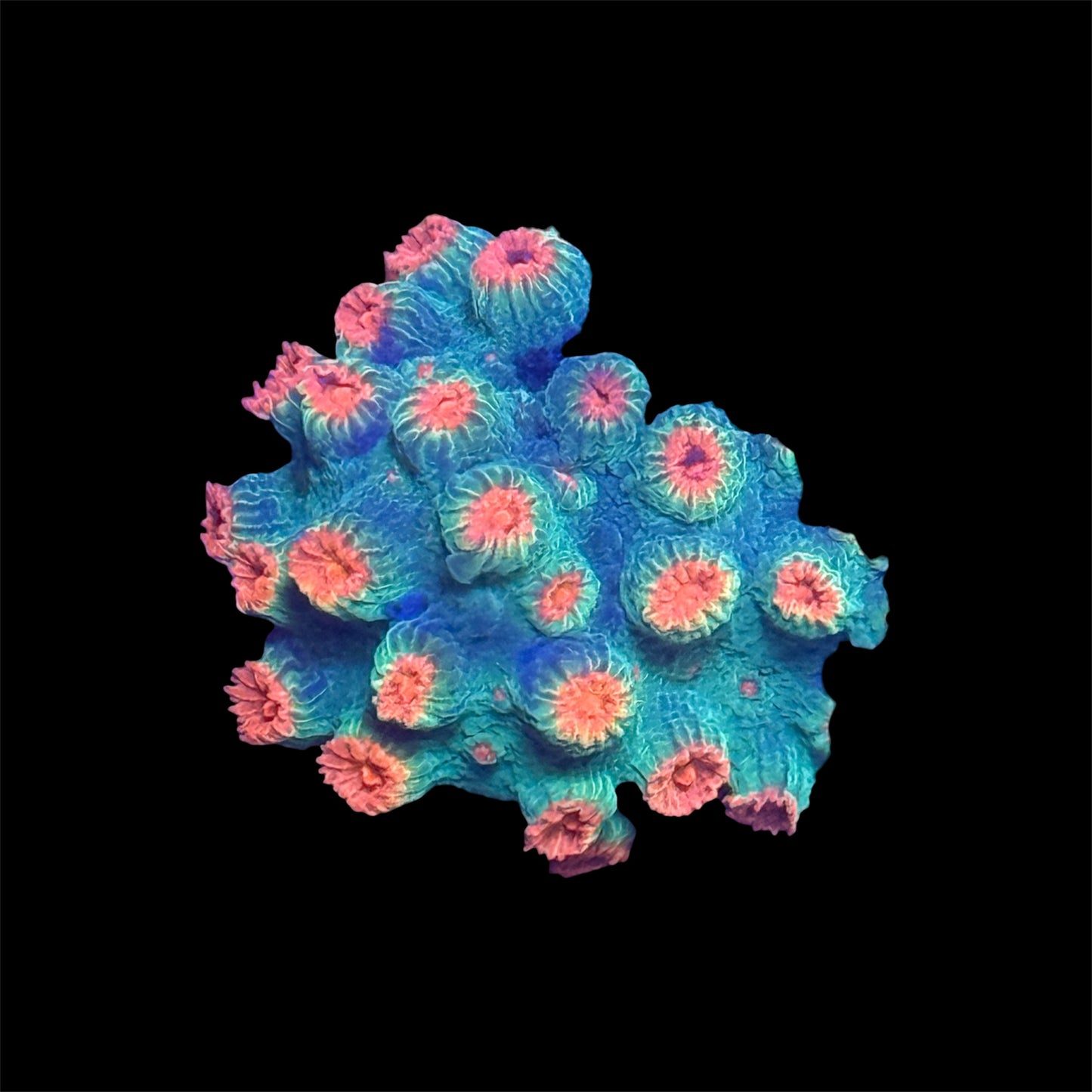 Meteor Shower Cyphastrea