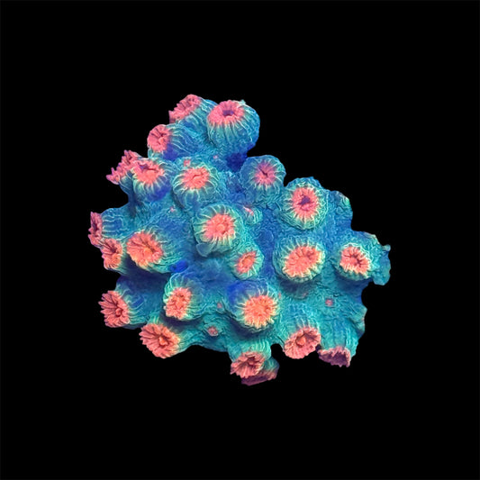 Meteor Shower Cyphastrea