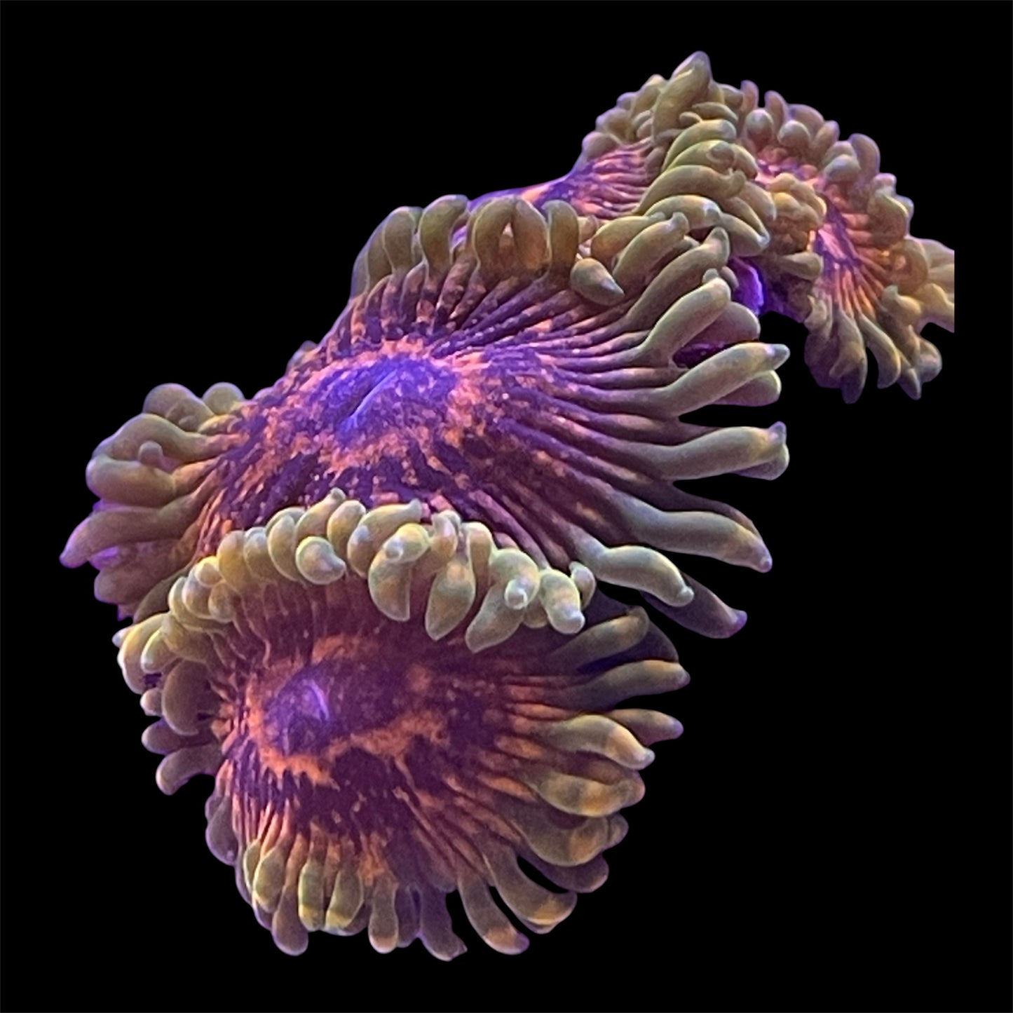 Predator Zoanthid