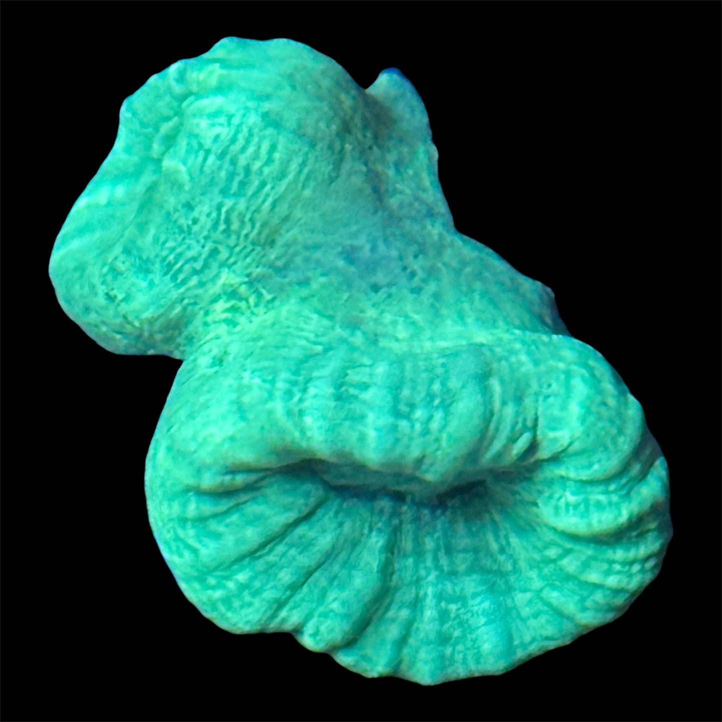 Candy Cane Coral