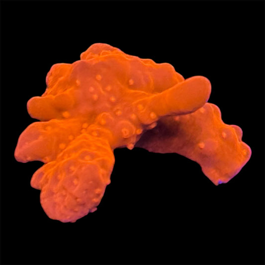 Red Hot Setosa Montipora Coral