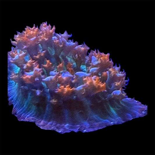 Red St Thomas Mushroom