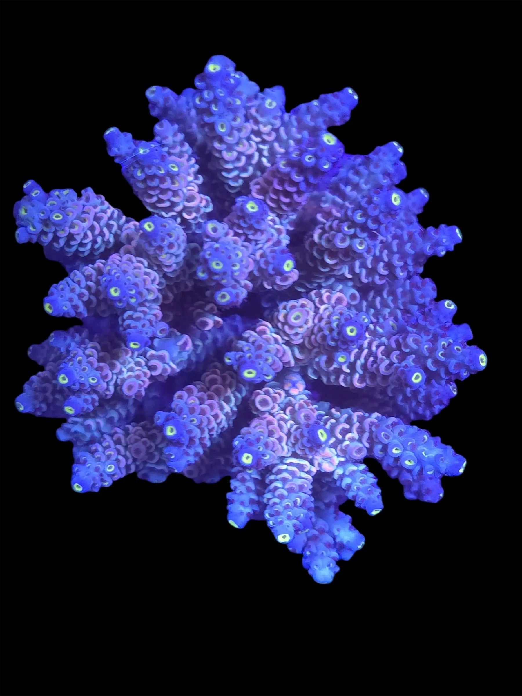 Rainbow Acropora.
