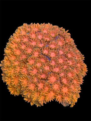 Orange Blossom Goniopora