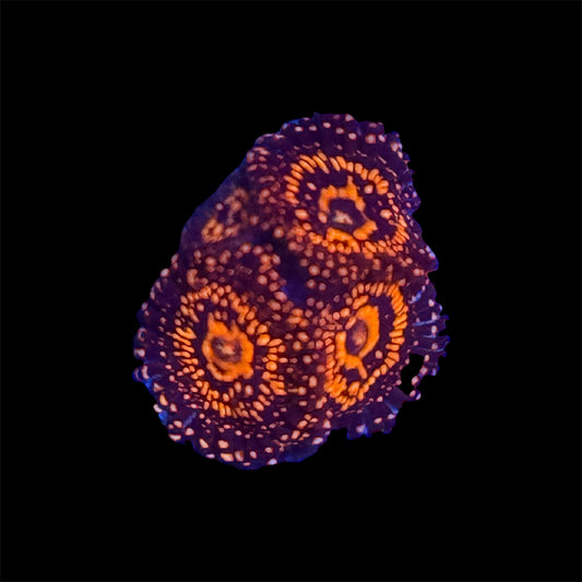 Darth Maul Zoanthid