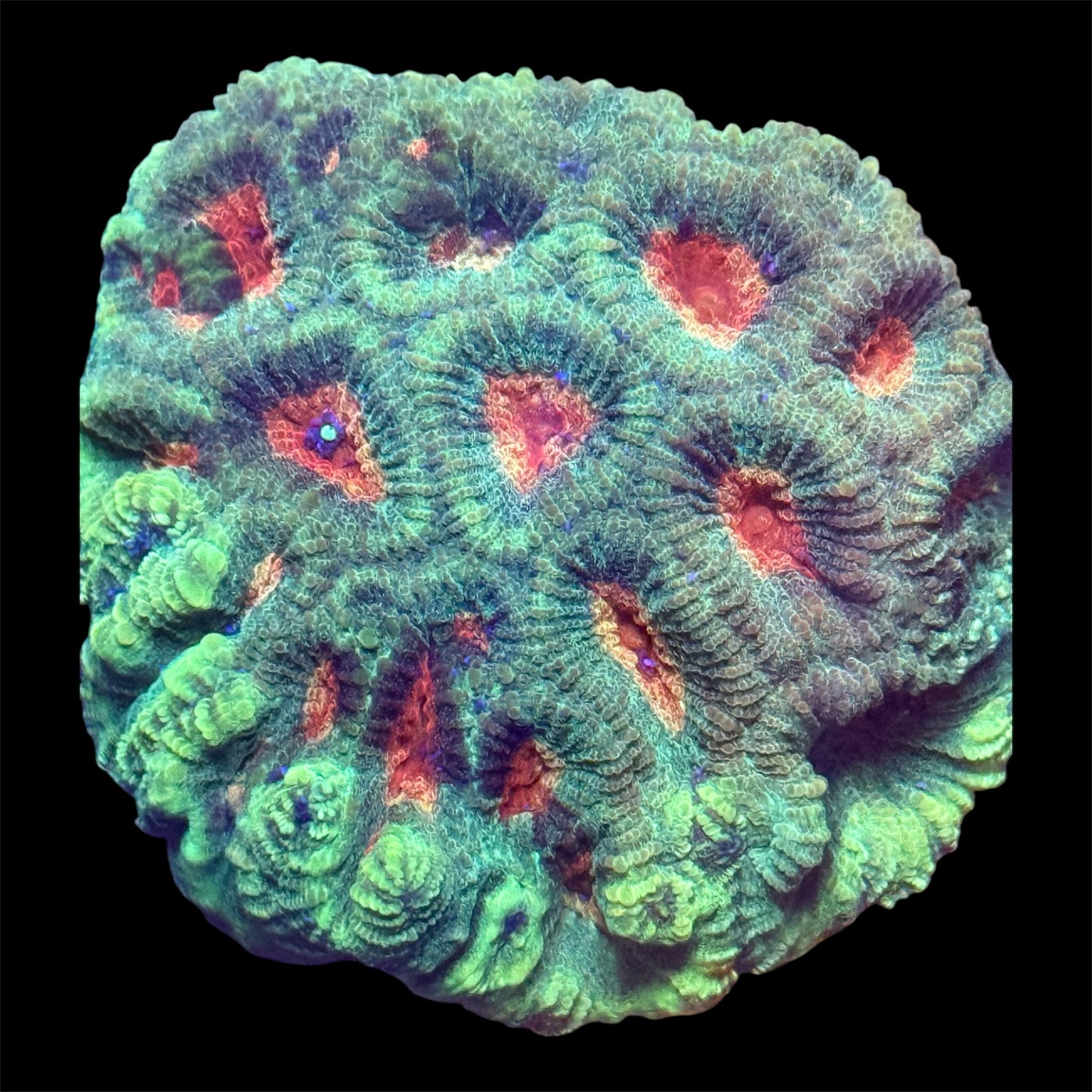 Red and Green Favia
