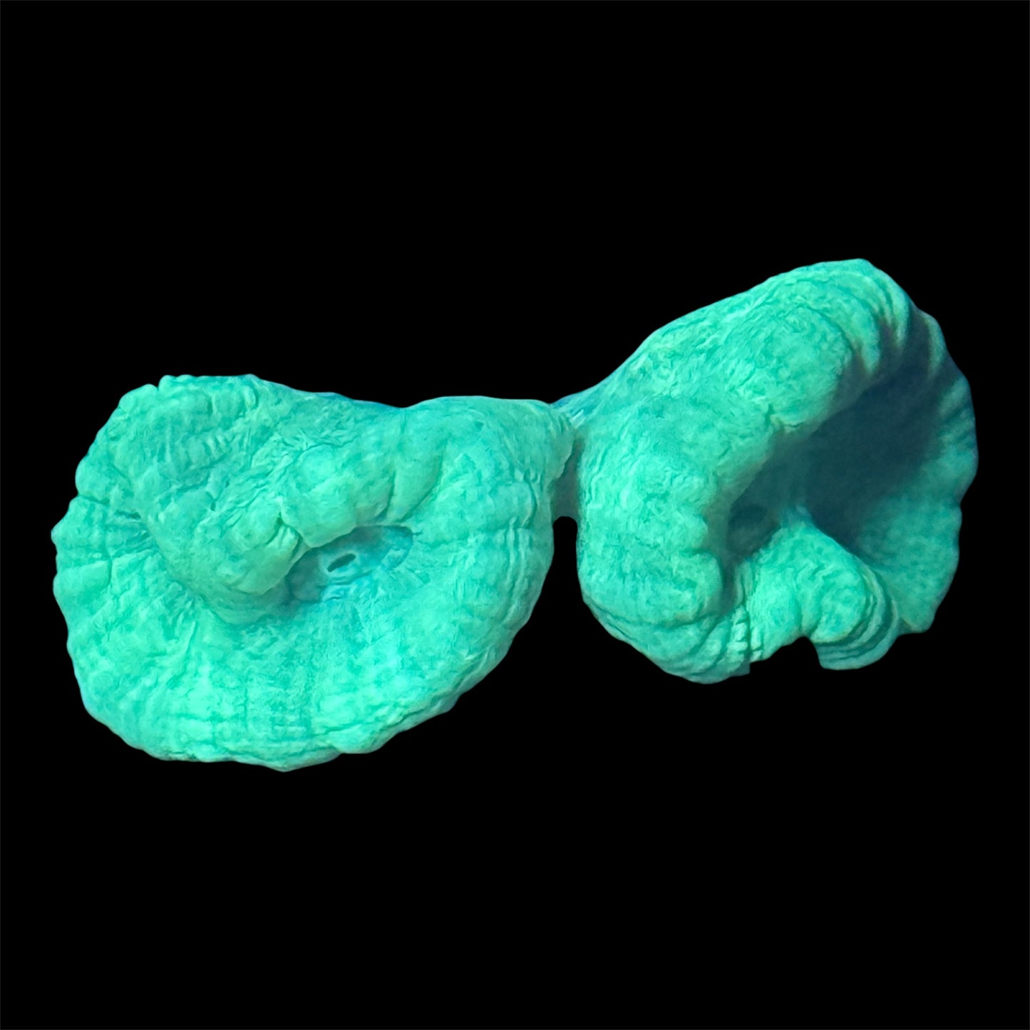 Candy Cane Coral
