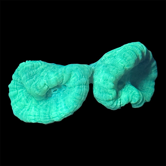 Candy Cane Coral