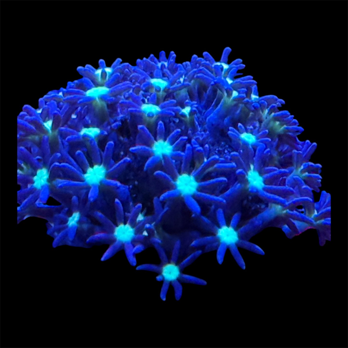 Daisy Polyps Coral