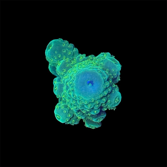 Green Acropora Humilis