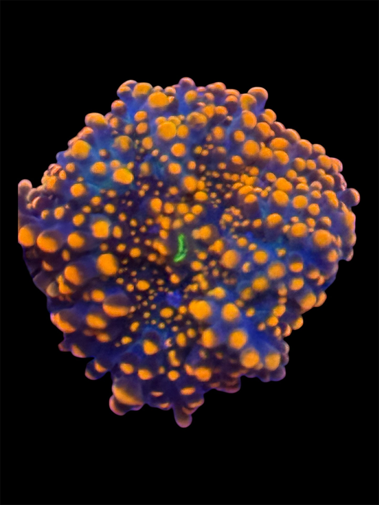 Orange Yuma Mushroom