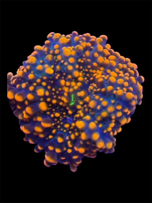 Orange Yuma Mushroom