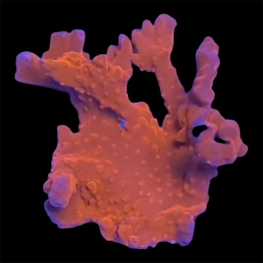Red Setosa Montipora Coral