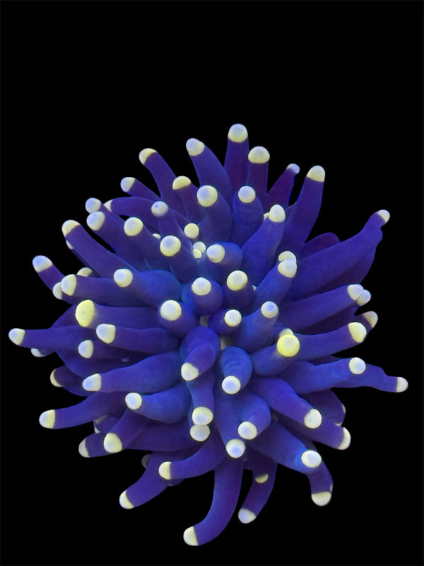 Yellow Tip Torch