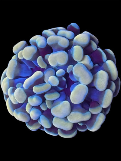 Gold Branching Hammer