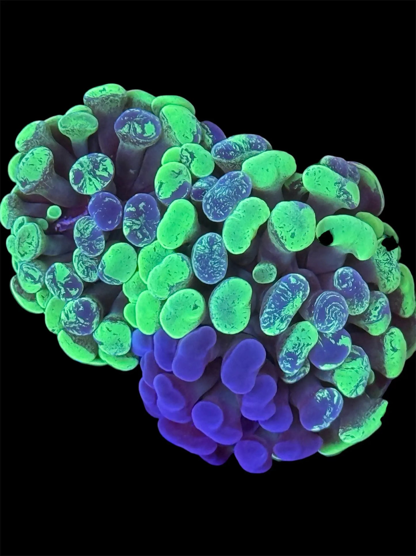 Green Splatter Hammer