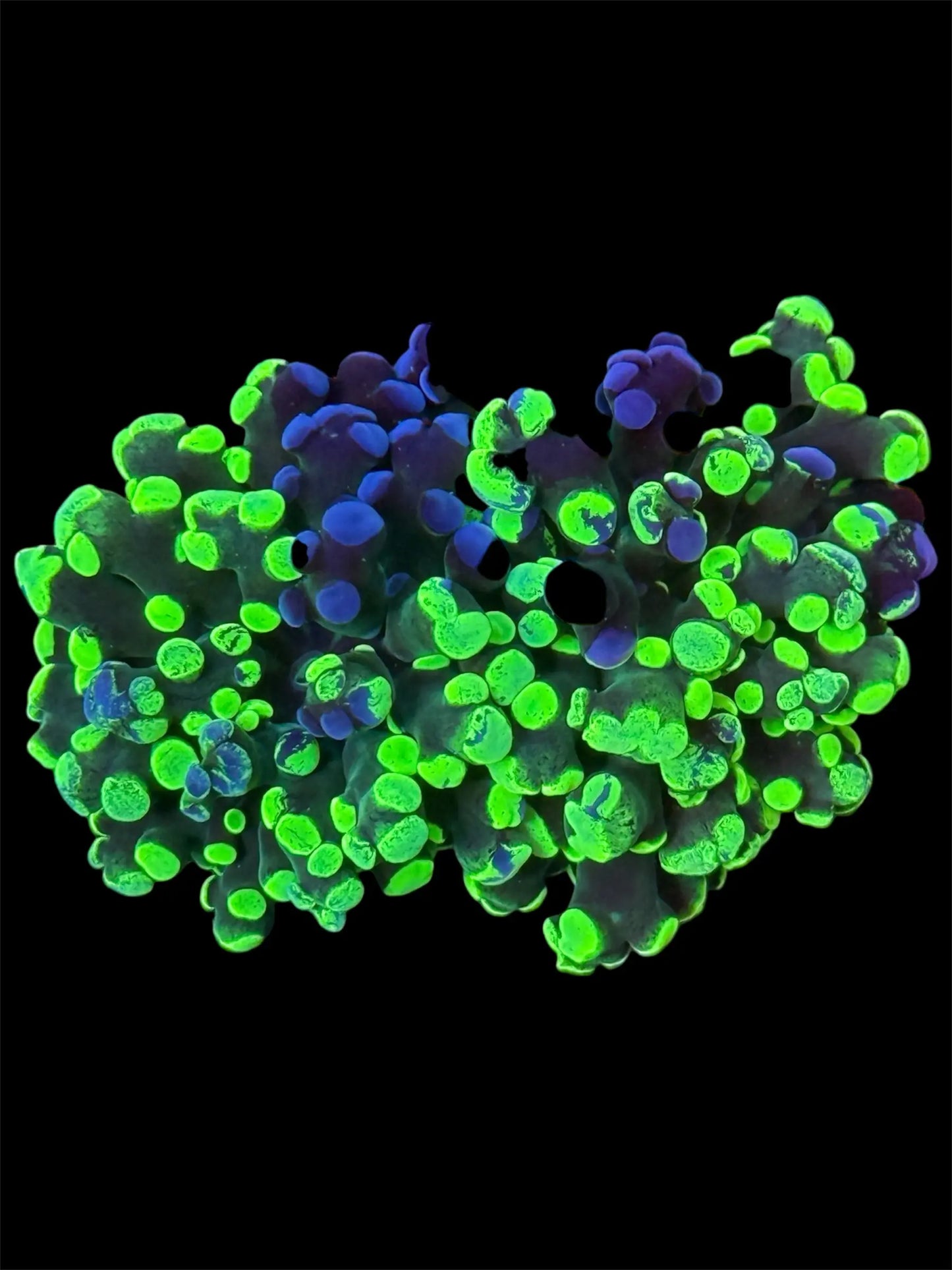 Green Splatter Frogspawn