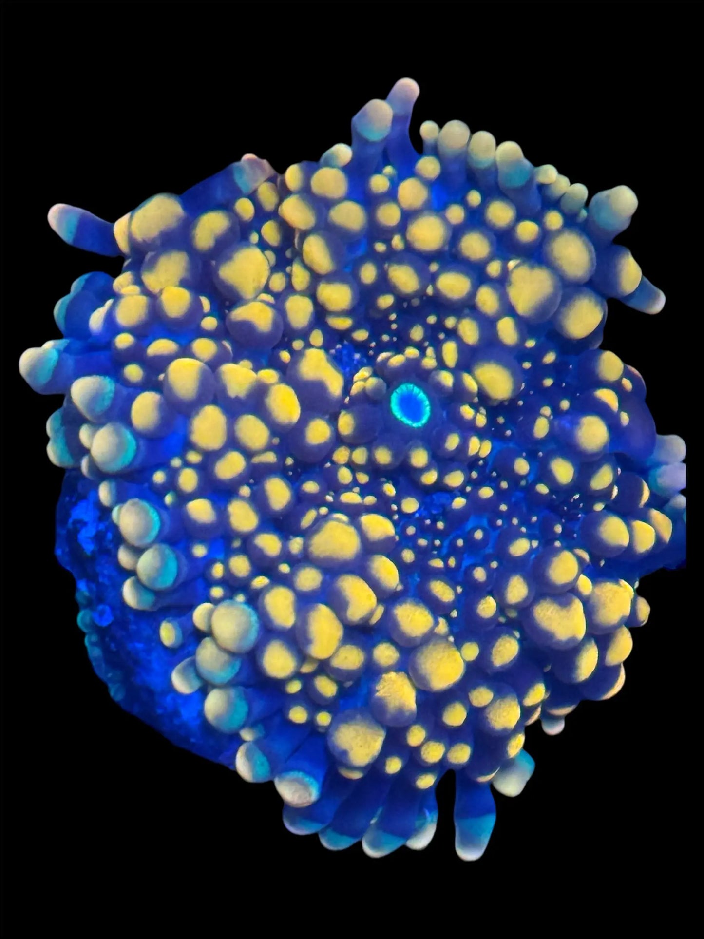 Orange Yuma Mushroom