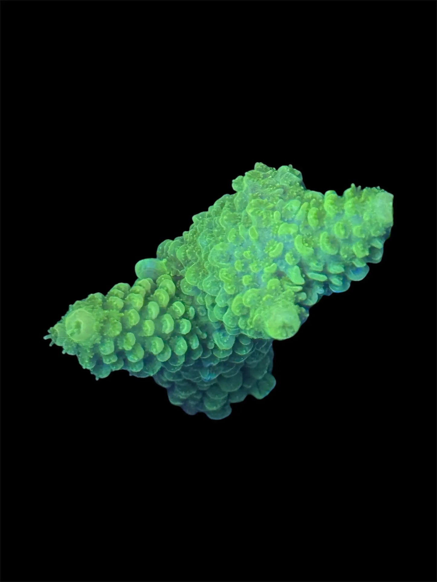 Green Acropora